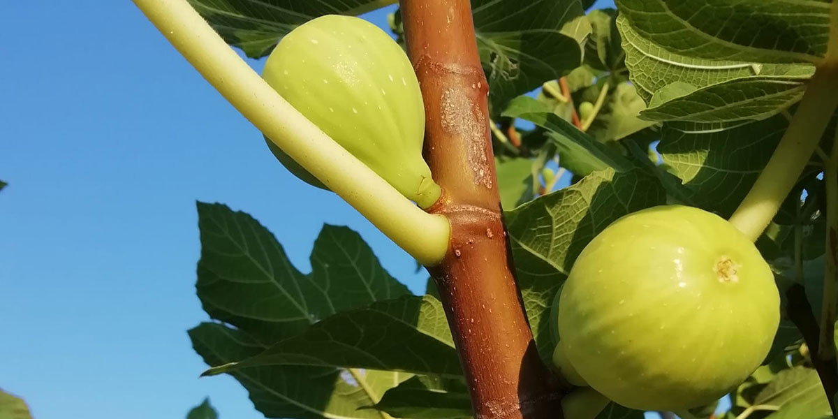 Il fico bianco del Cilento Dop è riconosciuto dal Ministero
